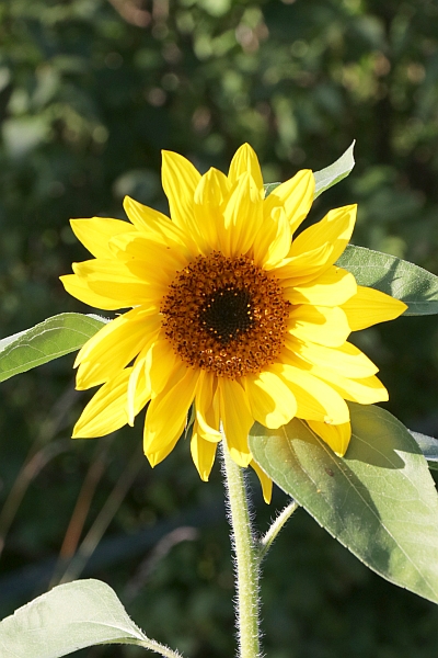 Sonnenblume
